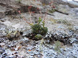 Image of Graptopetalum pachyphyllum Rose