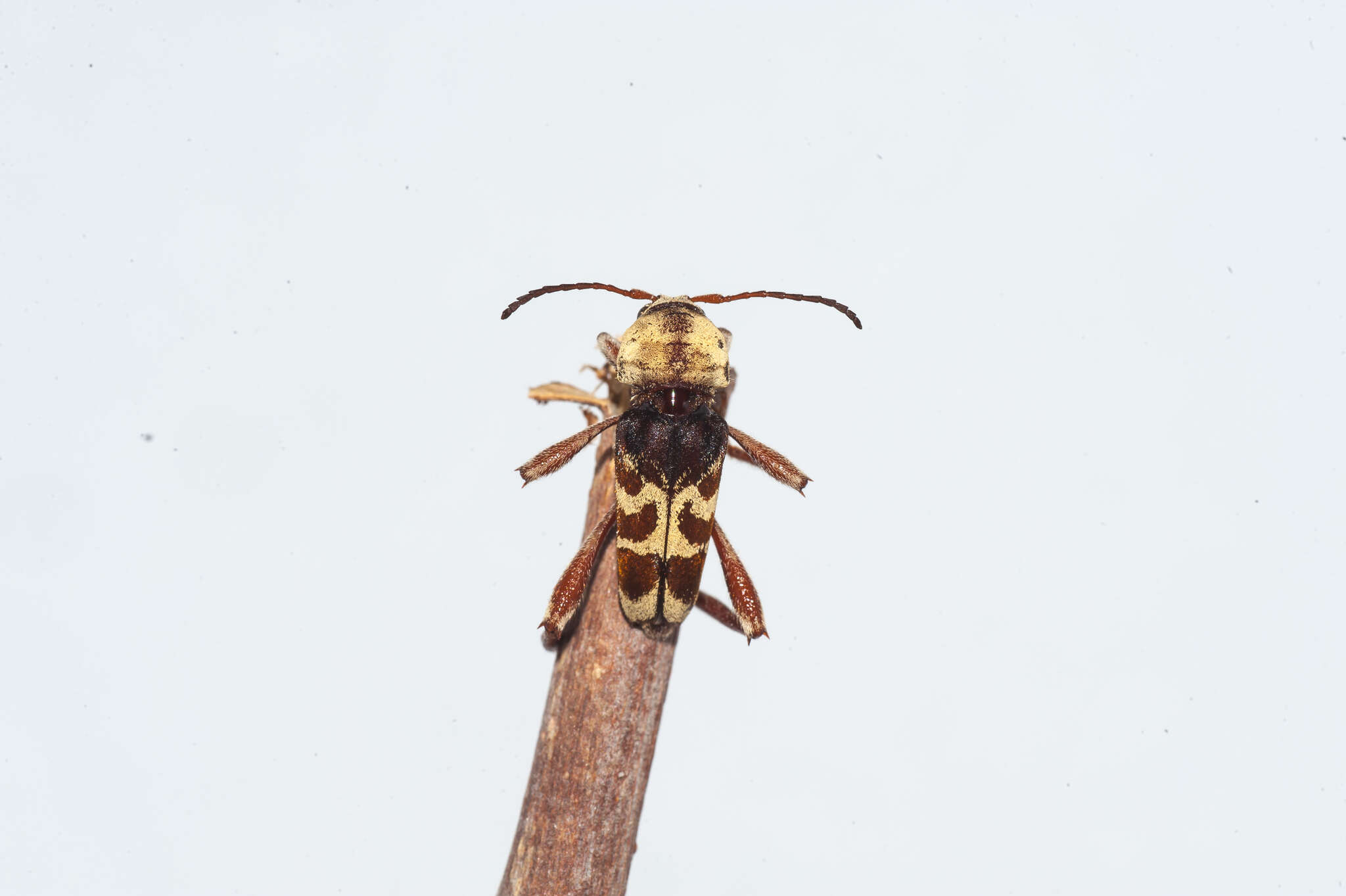 Image of Neoclytus pubicollis Fisher 1932