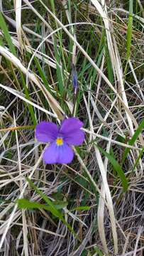 Image of Alpine Pansy