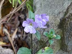 Strobilanthes tetraspermus Druce resmi