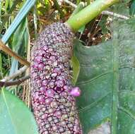 Anthurium dombeyanum Brongn. ex Engl. resmi