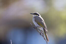 Image of Band-faced Honeyeaters