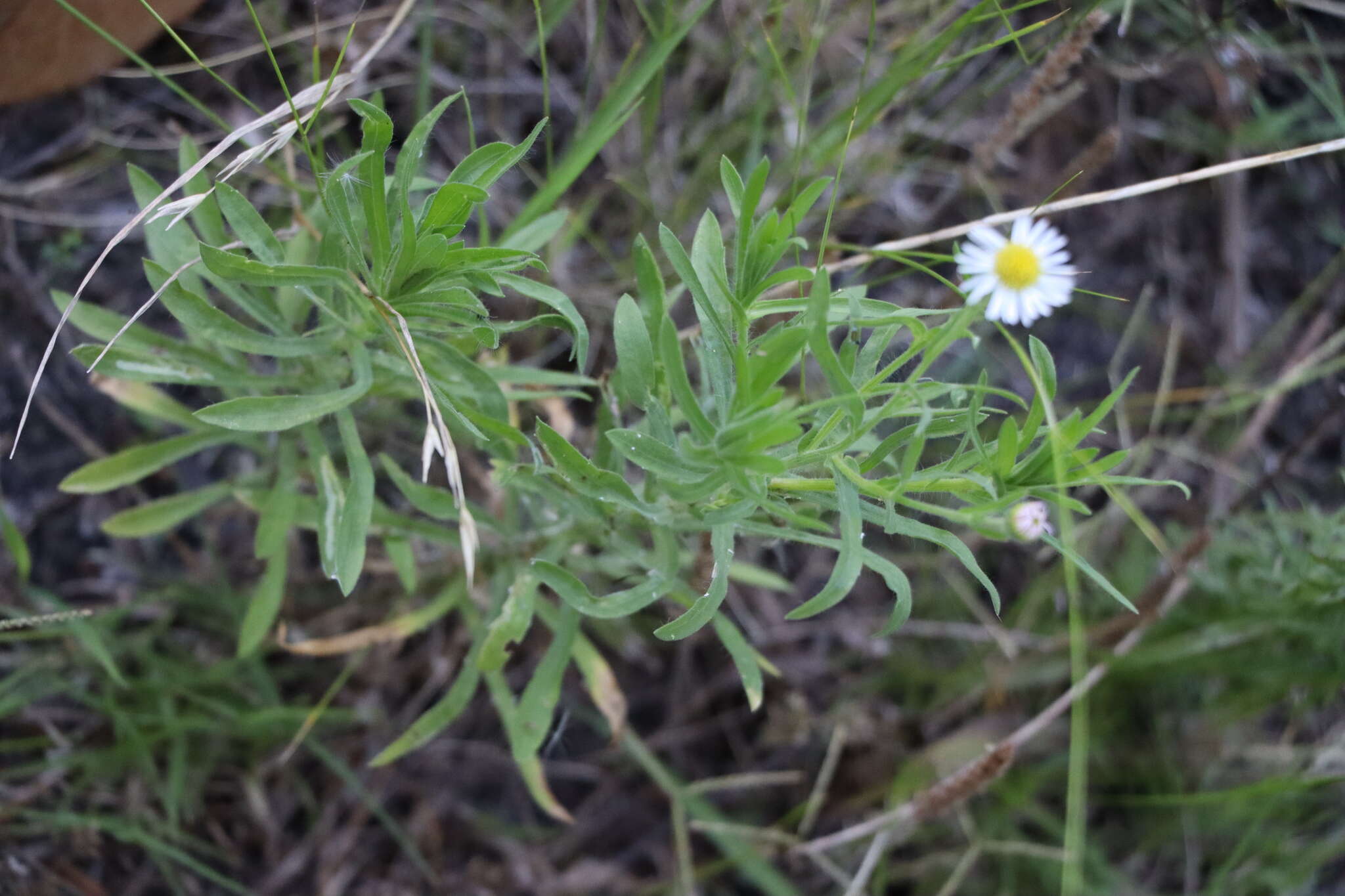 Image of Hysterionica resinosa