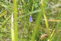 Image of Macoun's fringed gentian