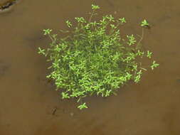 Image of Narrow-fruited Water-starwort