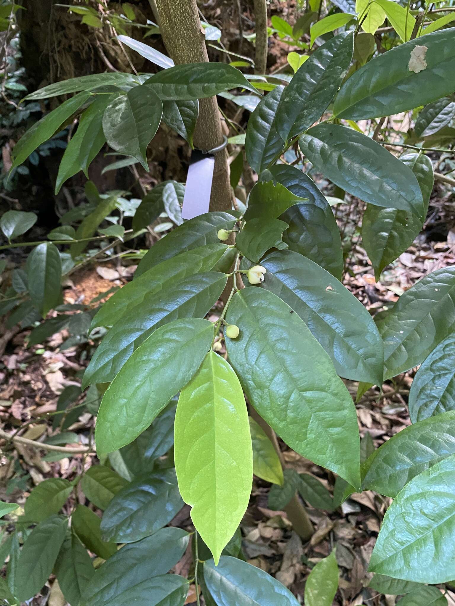 Image of Anaxagorea javanica Blume