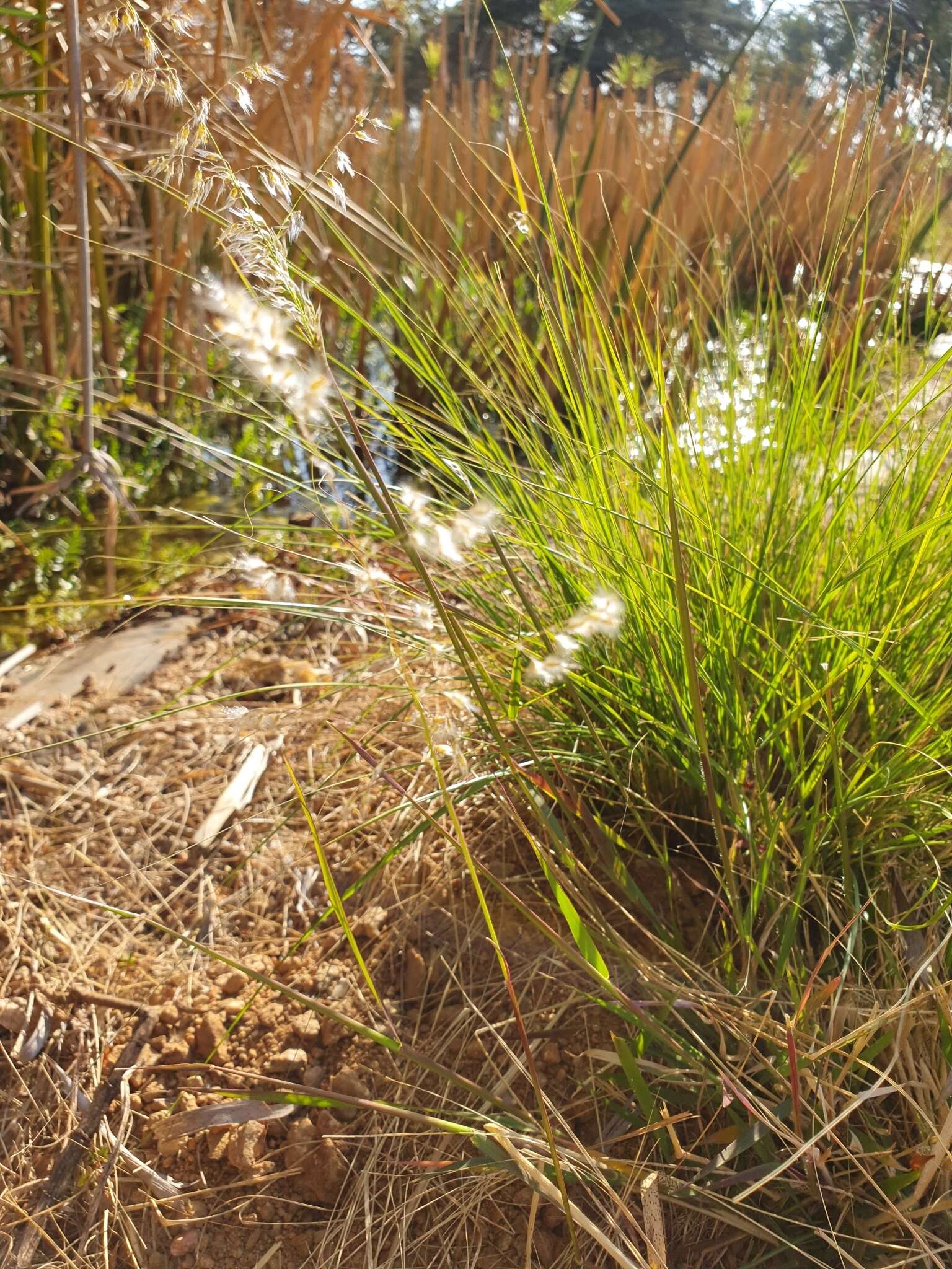 Image of Melinis repens subsp. repens