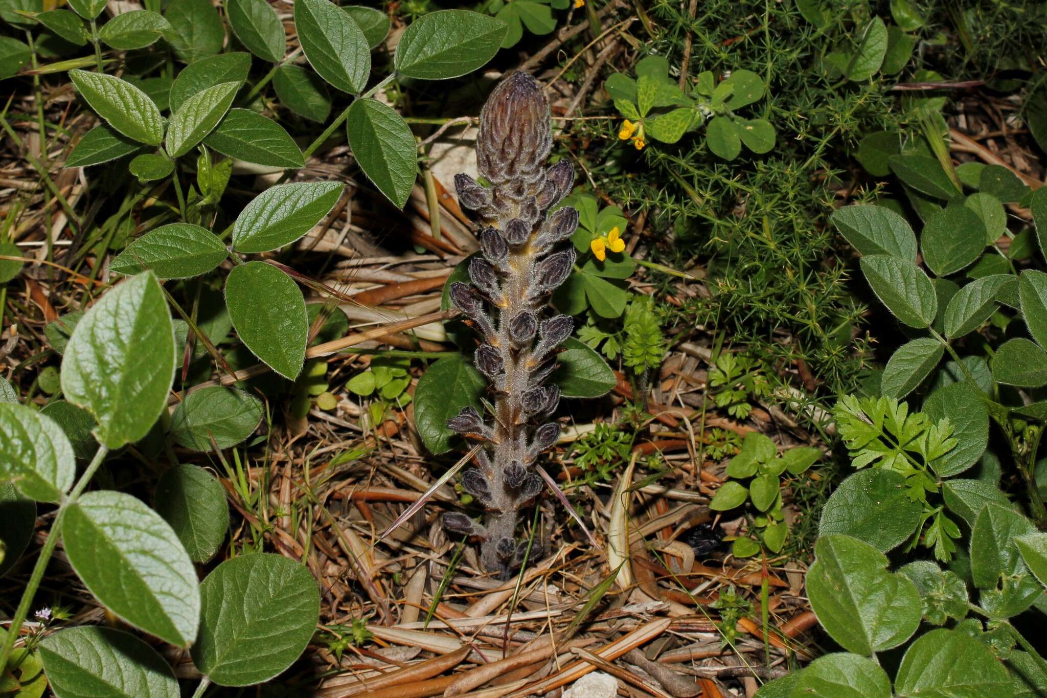 Phelipanche lavandulacea (Rchb.) Pomel resmi