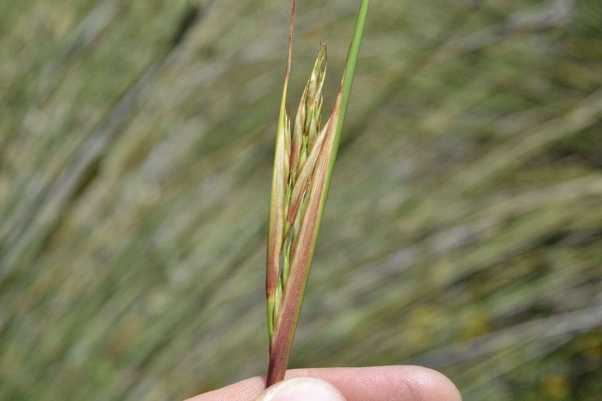 Image of Neesenbeckia punctoria (Vahl) Levyns