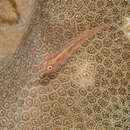 Image of Erythrops goby