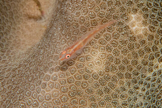 Image of Erythrops goby