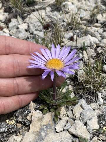 Image of Parry's Townsend daisy