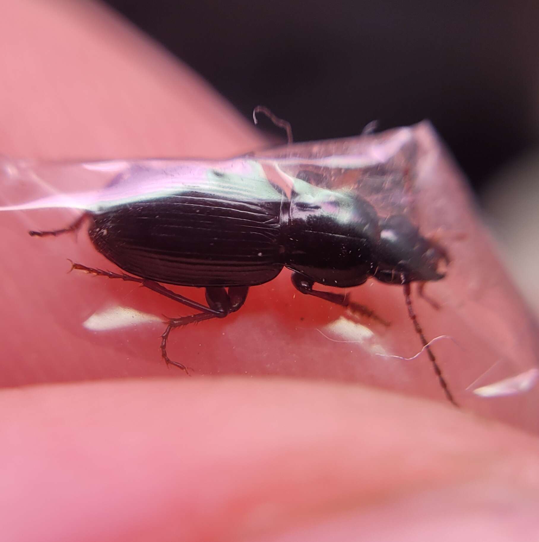 Image of Pterostichus (Leptoferonia) pumilus Casey 1913