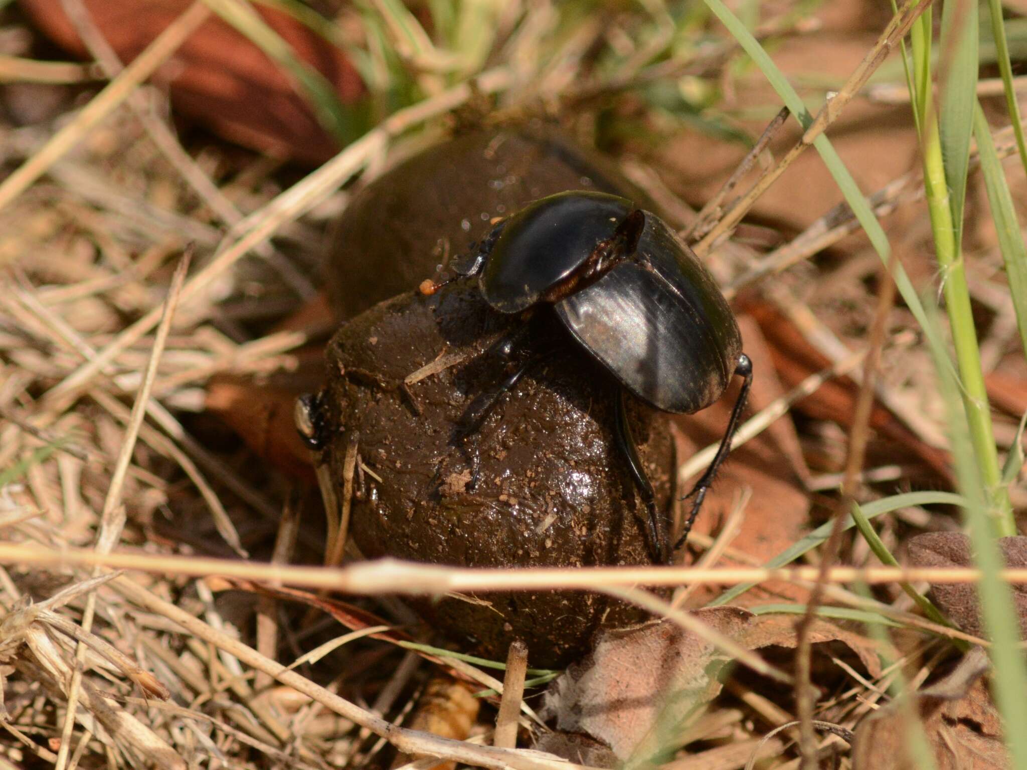 صورة Scarabaeus rusticus (Boheman 1857)