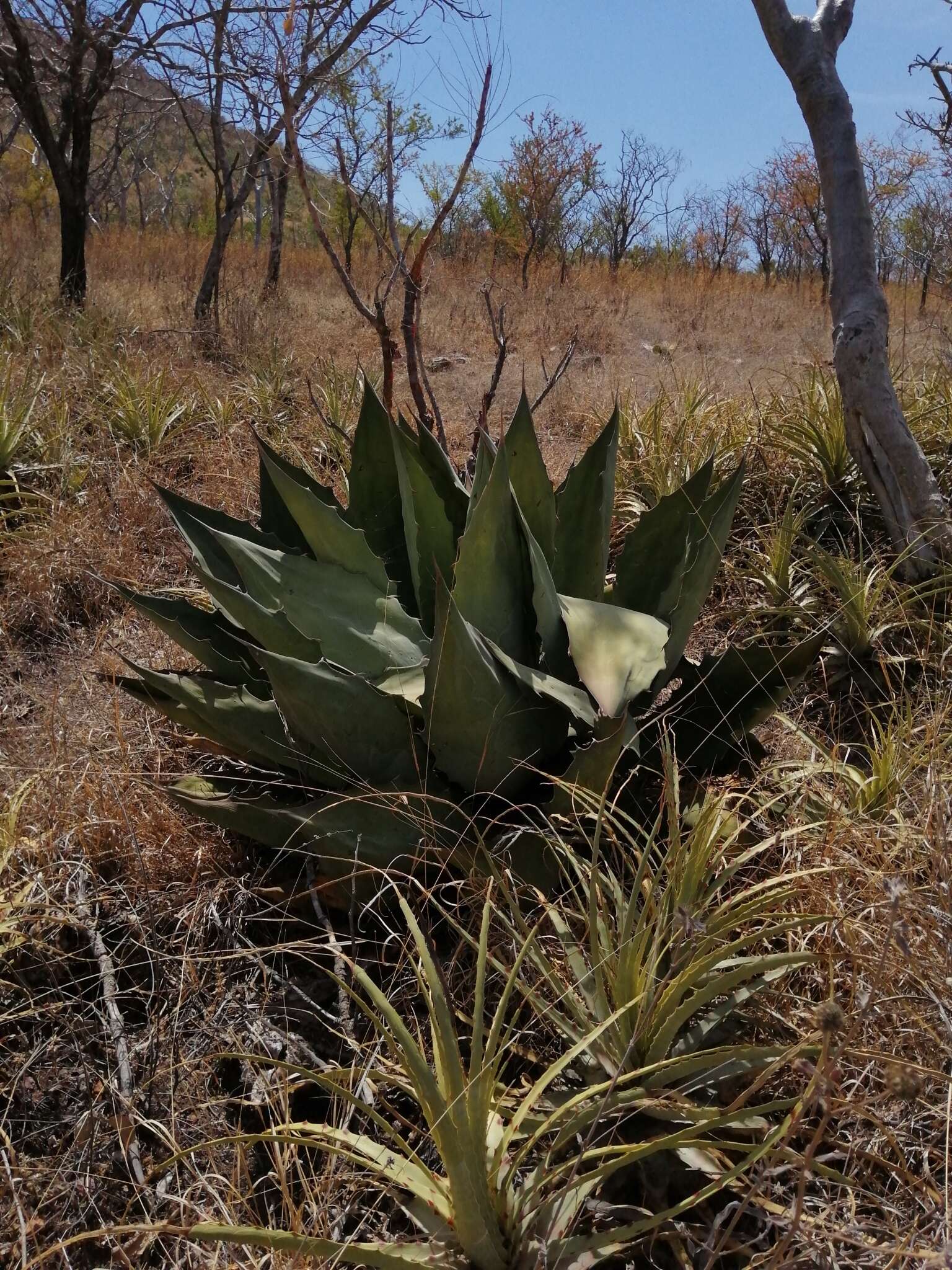 Image of Agave cupreata Trel. & A. Berger