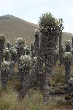 Image of Espeletia brachyaxiantha Diaz-Piedrahita