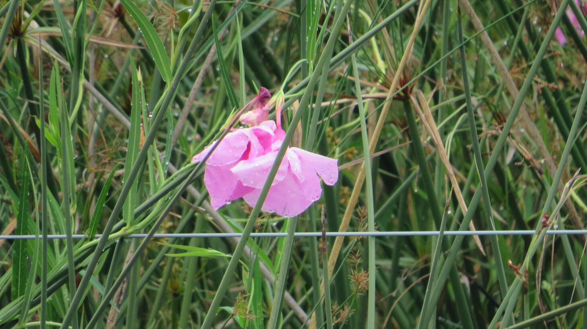 Image of Rhabdadenia ragonesei R. E. Woodson