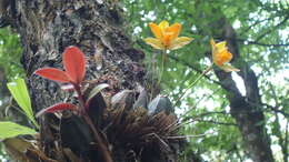 Image of Lycaste cochleata Lindl.