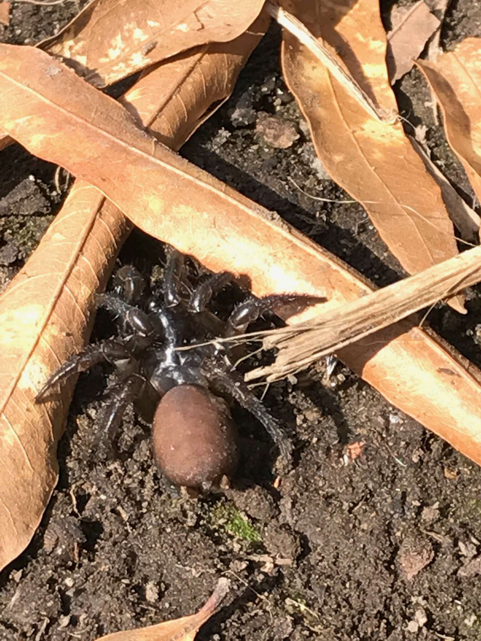 Antrodiaetus pacificus (Simon 1884)的圖片