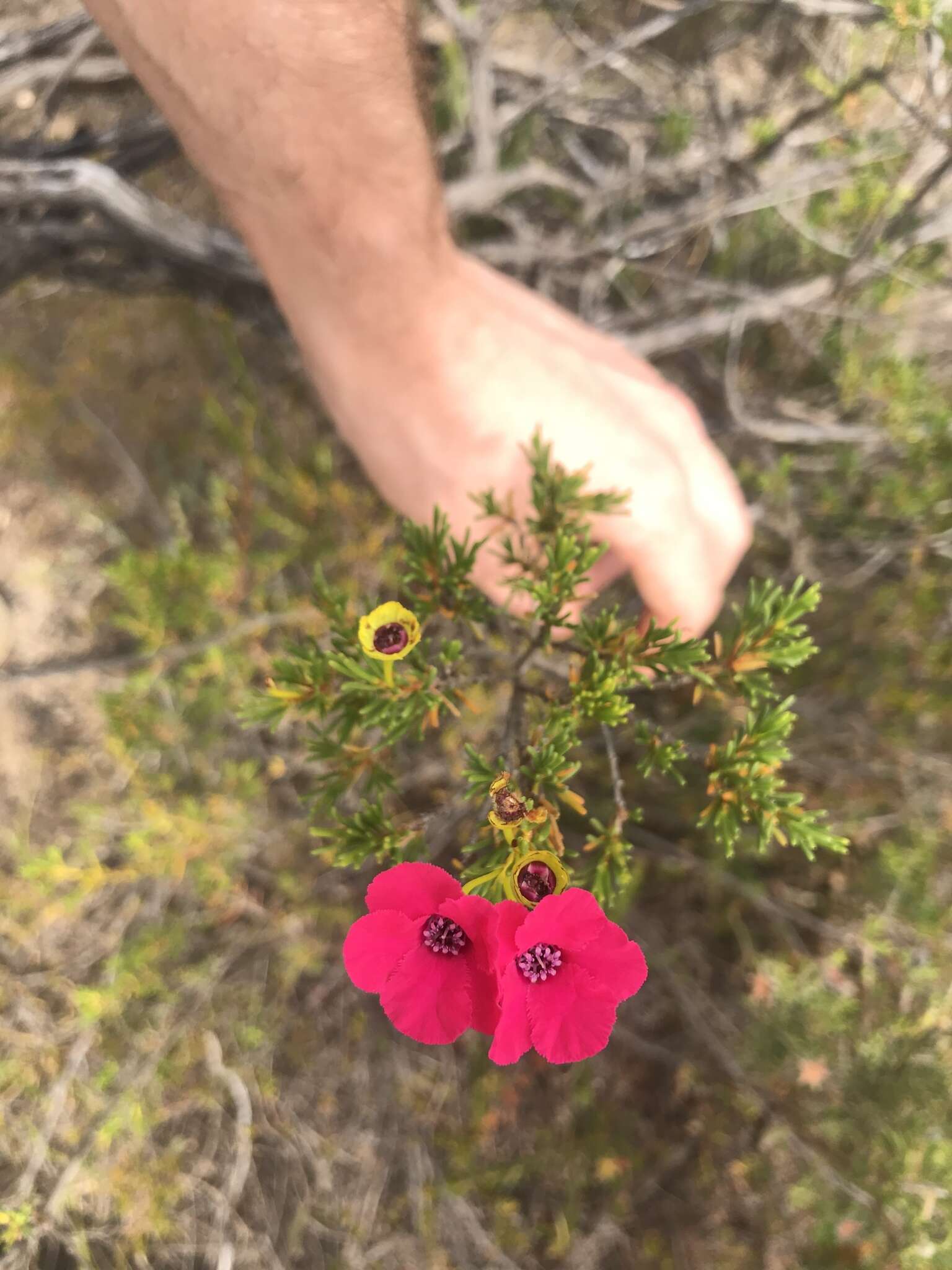 Imagem de Pileanthus filifolius Meissn.