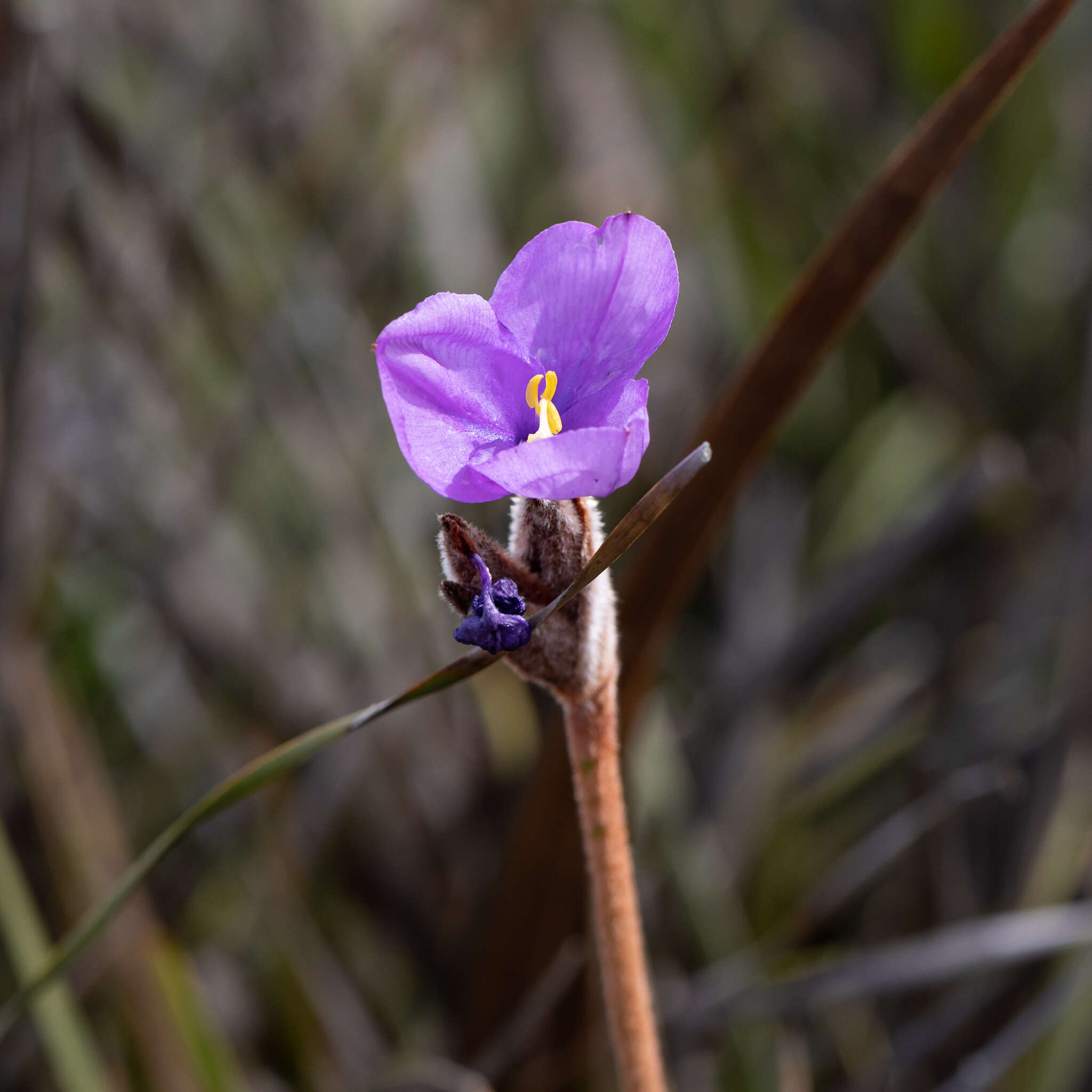 Image of Patersonia lanata R. Br.