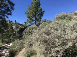 Image of Genista microphylla DC.
