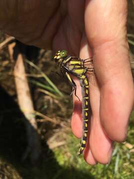 Image of Zebra Clubtail