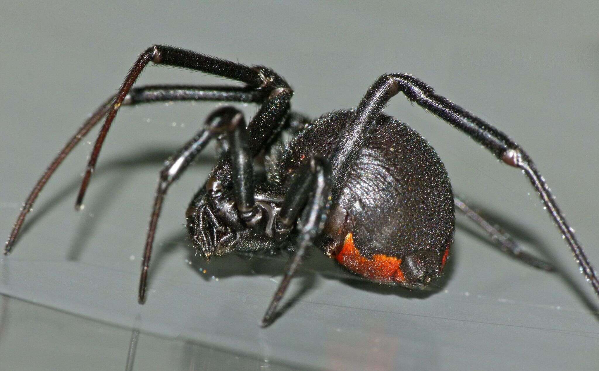 Image of Redback spider