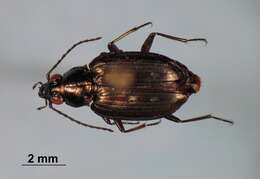 Image of Bembidion (Bracteon) punctatostriatum Say 1823