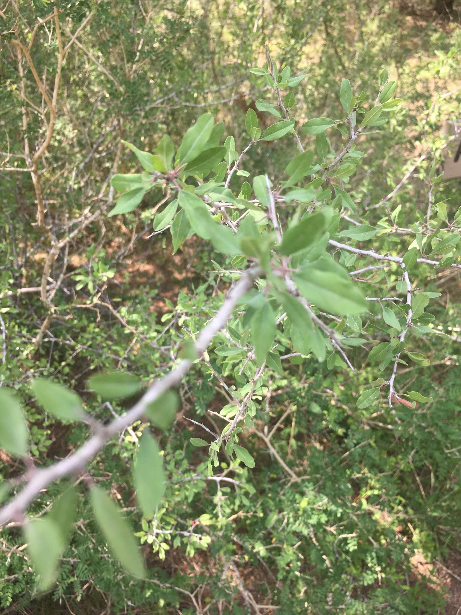 Imagem de Prunus minutiflora Engelm.