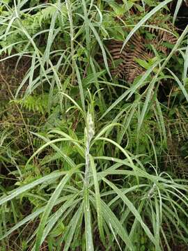 Image of Anaphalis longifolia (BI.) DC.