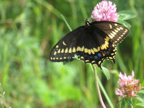 Image of Short-tailed Swallowtail