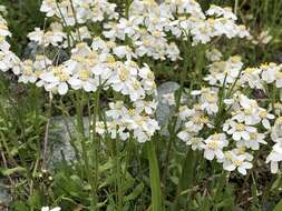 Слика од Achillea erba-rotta All.