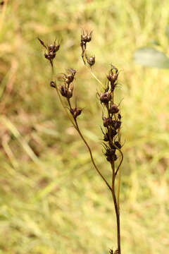 Image of Haemodorum austroqueenslandicum Domin