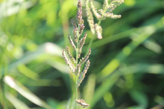 Plancia ëd Echinochloa muricata (P. Beauv.) Fernald