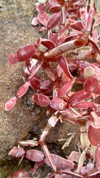 Image of Rhodopeltis