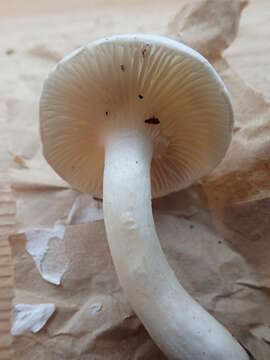 Слика од Hygrophorus sitchensis Largent 1985