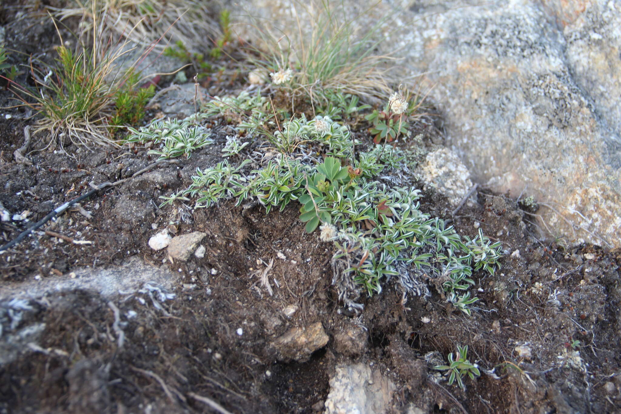 Image de Antennaria monocephala DC.