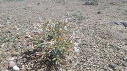 Image of cold-desert phlox