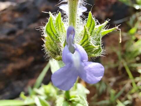 Image of Salvia hirsuta Jacq.