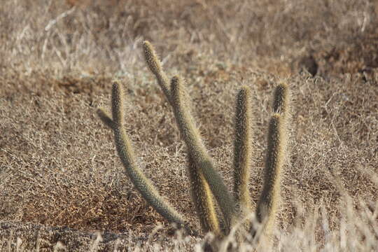 Image of snakecactus