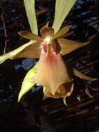 Image of Epidendrum cerinum Schltr.