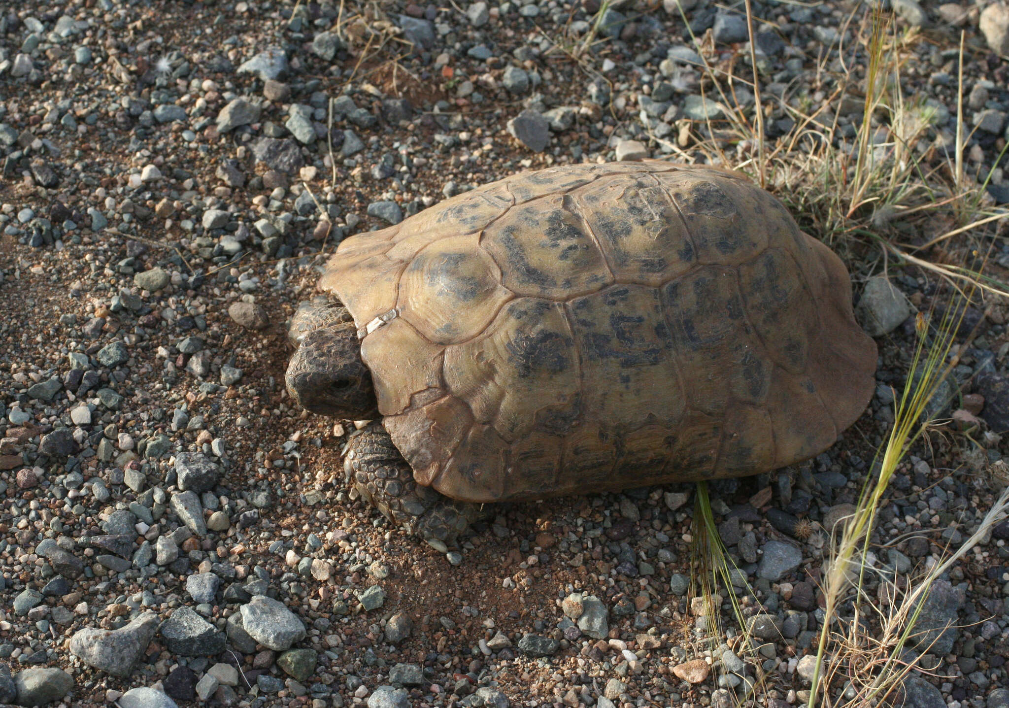 Image of Testudo graeca marokkensis Pieh & Perälä 2004