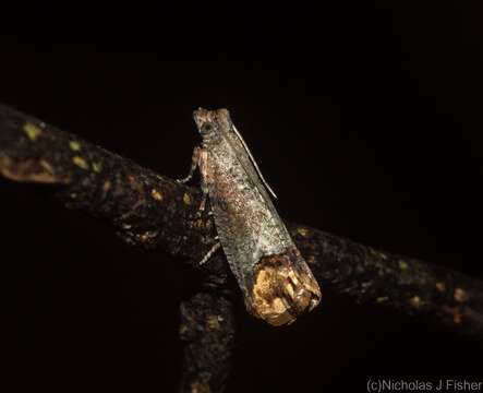 Image of Cnecidophora ochroptila