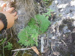 Image of resurrection plant