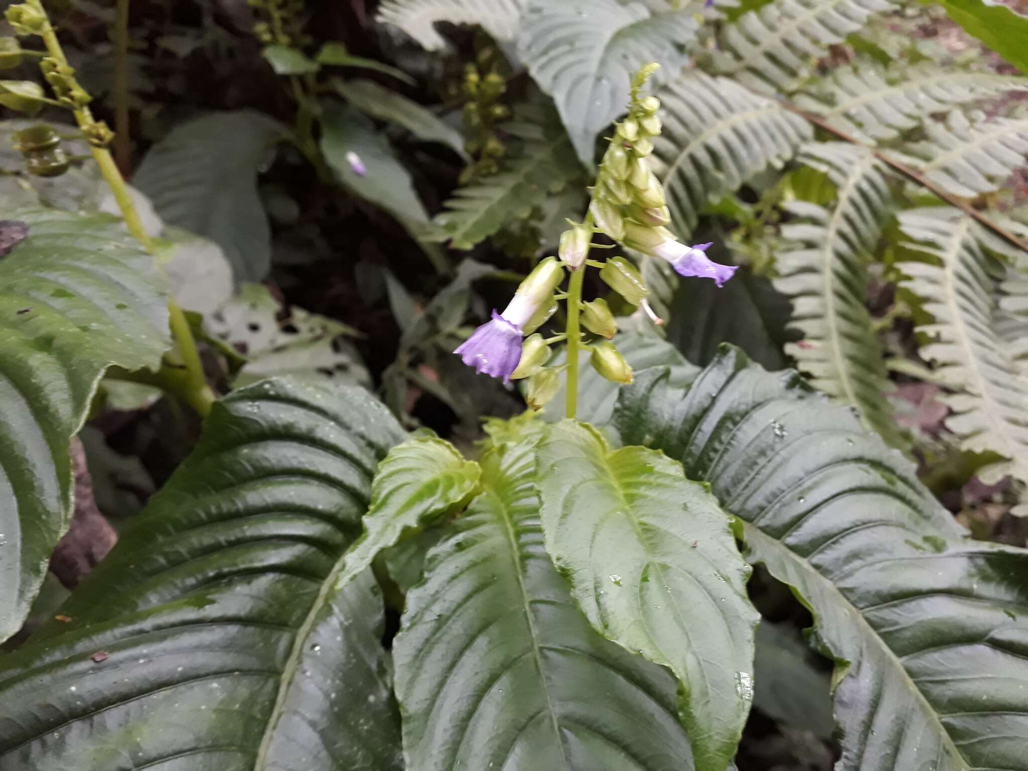 Image de Rhynchoglossum azureum (Schltdl.) B. L. Burtt