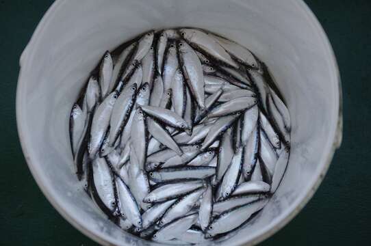 Image of Black and Caspian Sea sprat