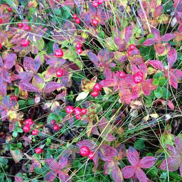 Image of Bunchberry