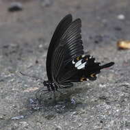 Слика од Papilio sataspes Felder & Felder 1864