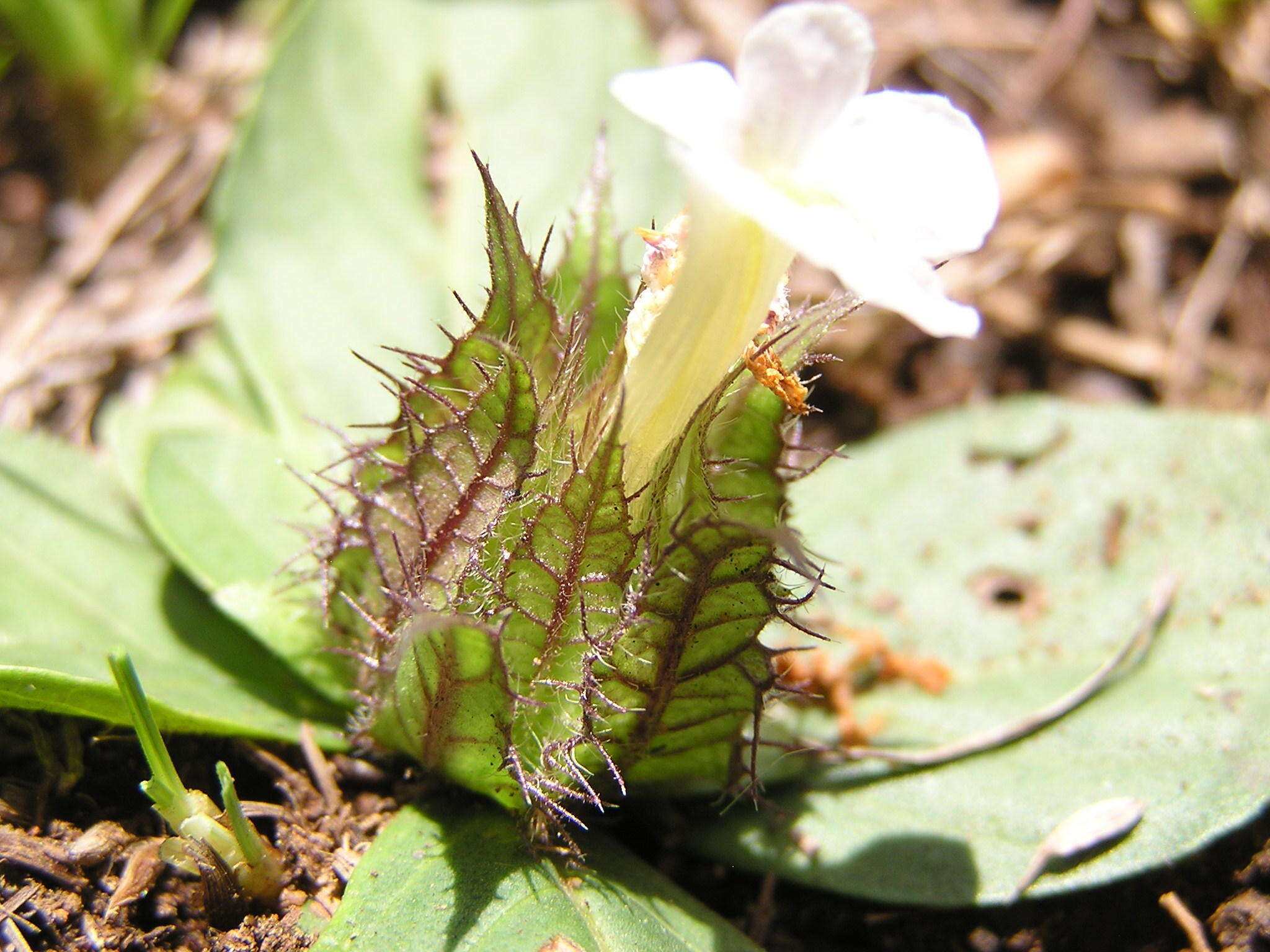 صورة Crabbea acaulis N. E. Brown